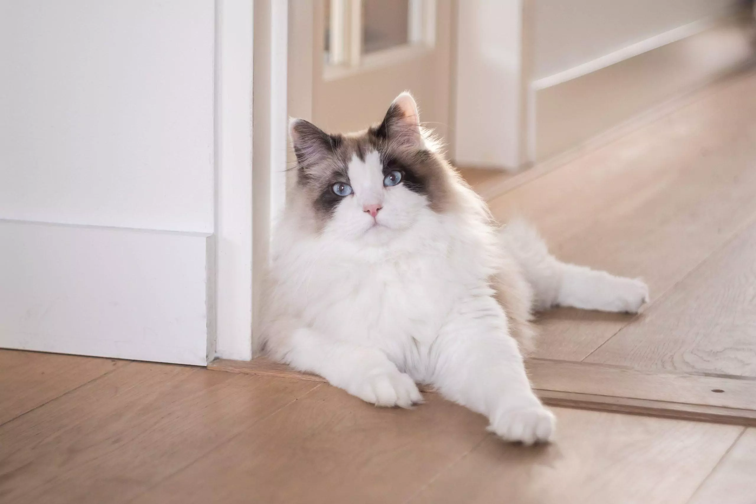 انواع نژاد گربه خانگی-گربه سیبری