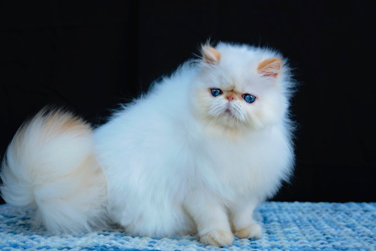 انواع نژاد گربه خانگی-گربه هیملاین