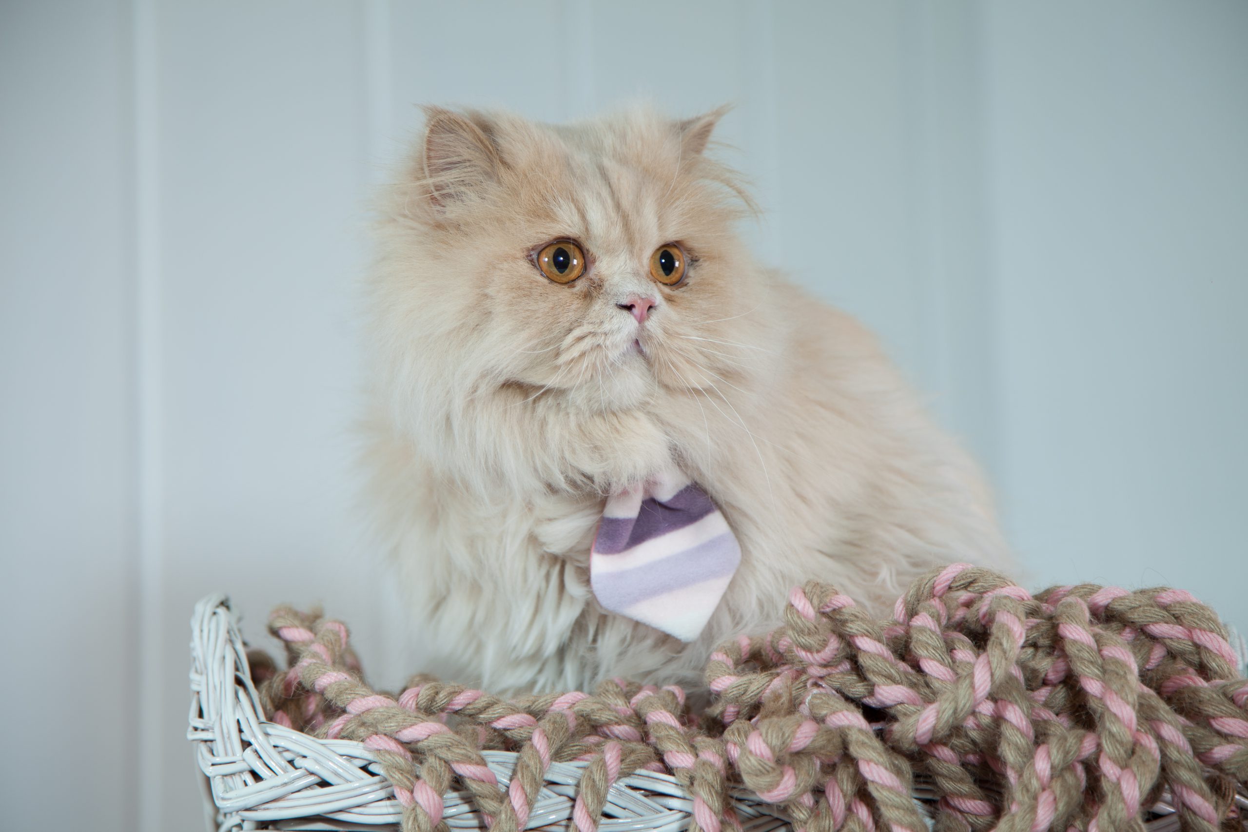 انواع نژاد گربه خانگی-گربه پرشین