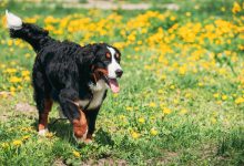 انواع نژاد سگ