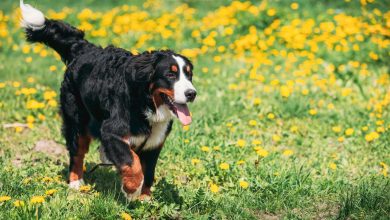 انواع نژاد سگ