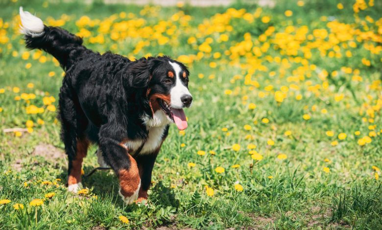 انواع نژاد سگ