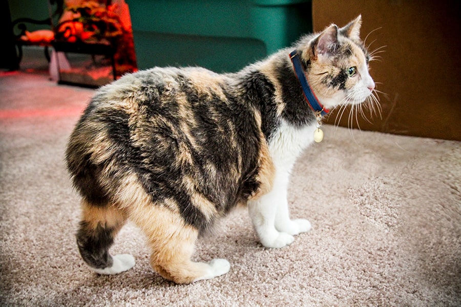 انواع نژاد گربه خانگی-گربه مانکس