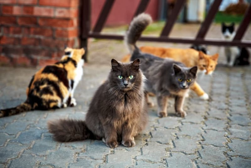 انواع نژاد گربه خانگی