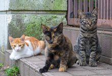 انواع نژاد گربه خانگی