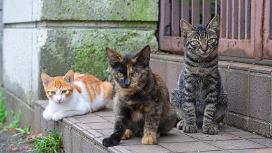 انواع نژاد گربه خانگی