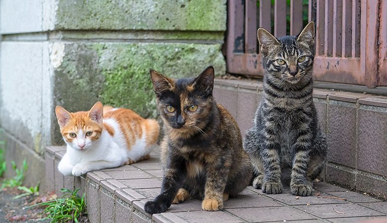 انواع نژاد گربه خانگی