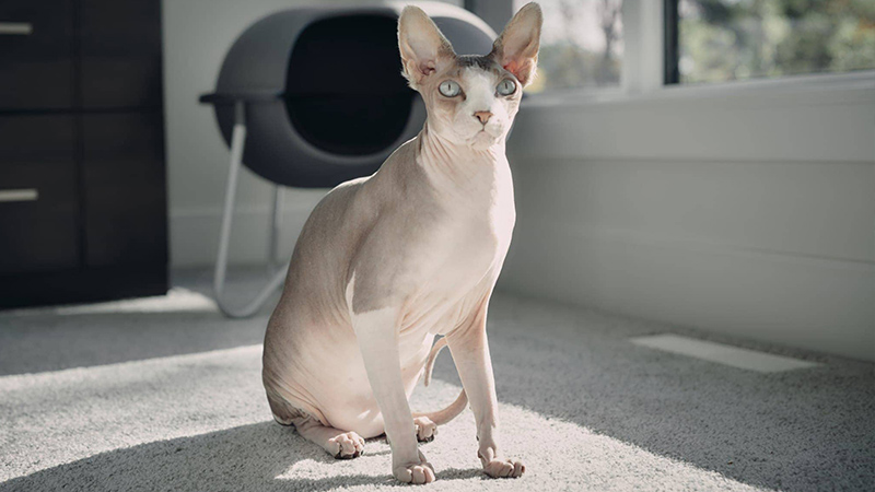 انواع نژاد گربه خانگی-گربه اسفینکس