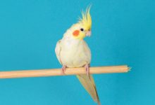 همه چیز درباره عروس هلندی