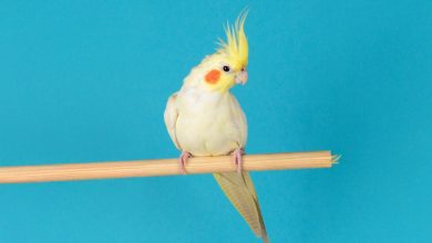 همه چیز درباره عروس هلندی