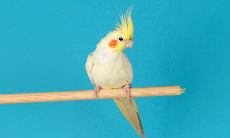 همه چیز درباره عروس هلندی