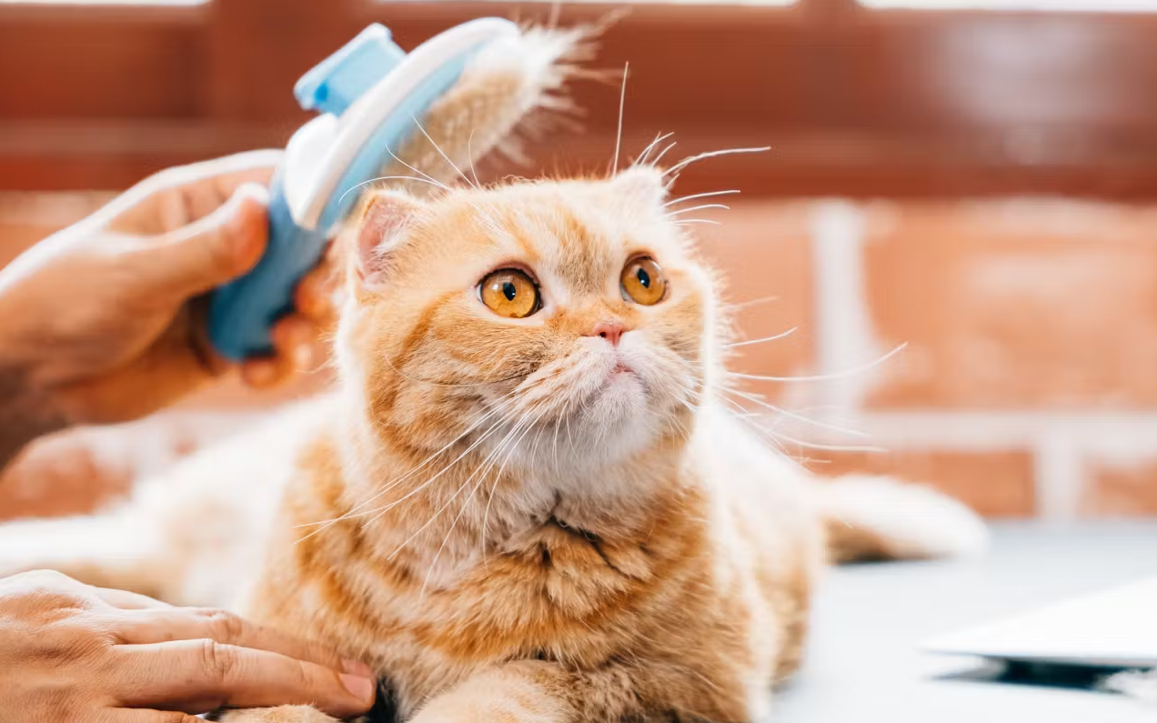 ریزش موی گربه‌ها