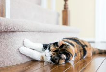 اسکرچ شدن توسط گربه