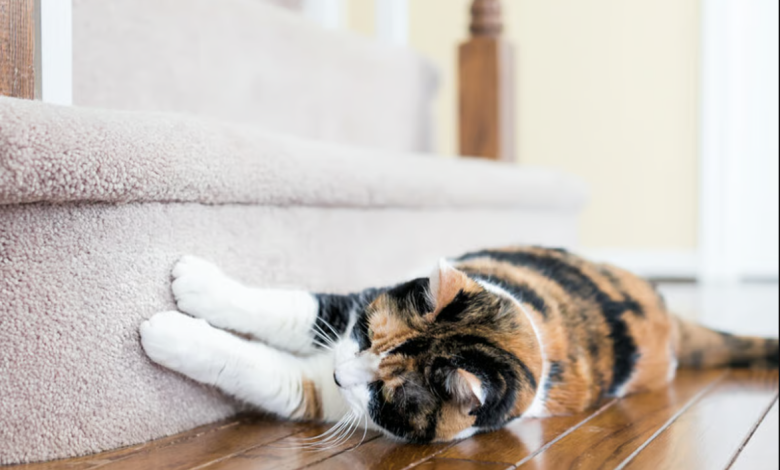 اسکرچ شدن توسط گربه