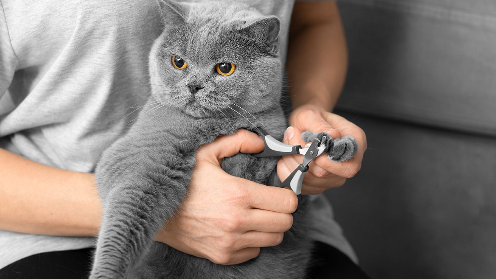 اسکرچ شدن توسط گربه