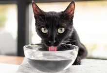 تشنگی؛ مغز ما چگونه نیاز به آب را می فهمد؟