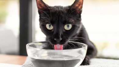 تشنگی؛ مغز ما چگونه نیاز به آب را می فهمد؟