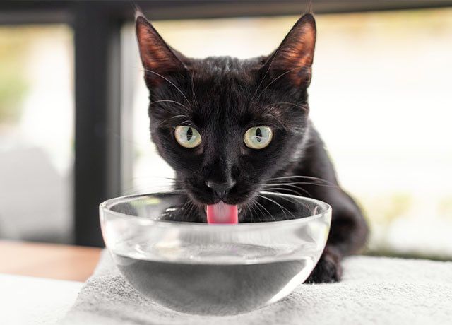 تشنگی؛ مغز ما چگونه نیاز به آب را می فهمد؟