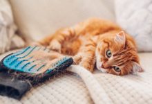 ریزش موی گربه‌ها