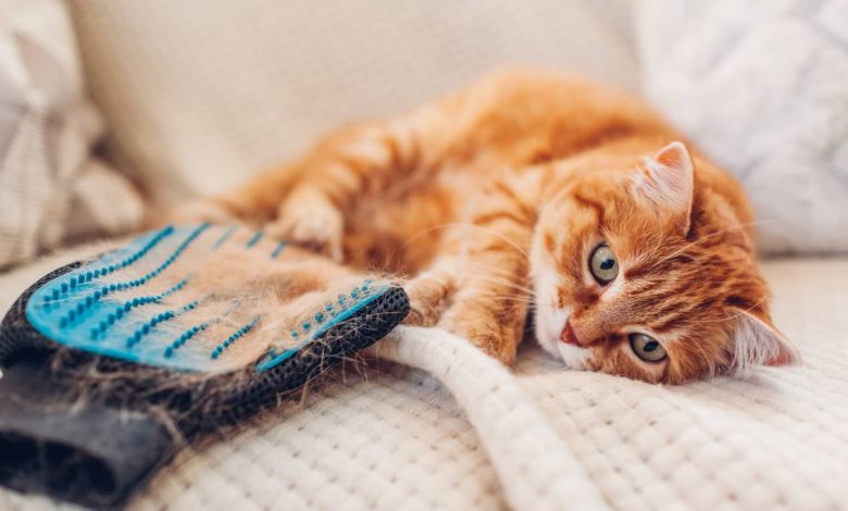 ریزش موی گربه‌ها