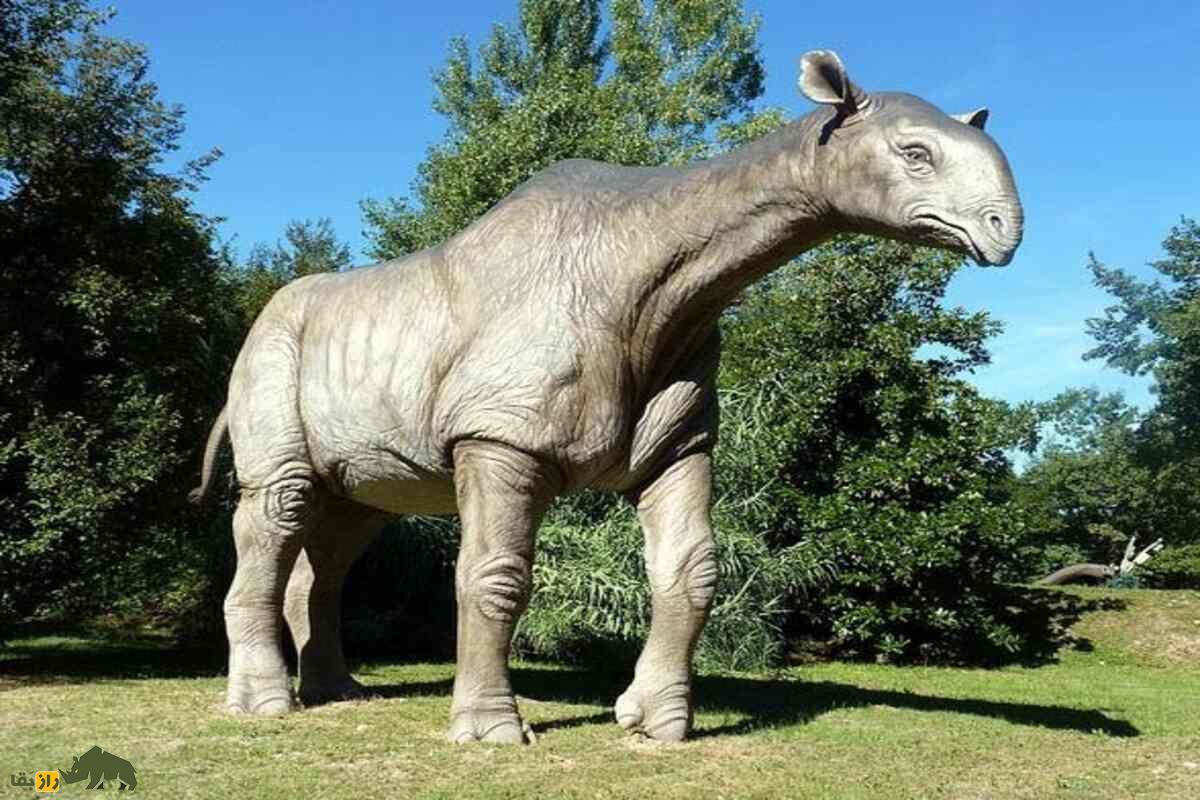 بلوچیدد (بزرگترین پستاندار خشکیزی)