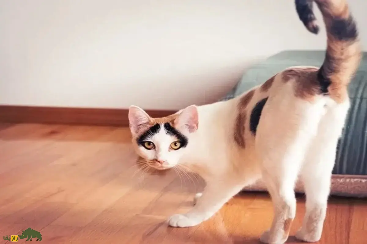 چقدر از زبان بدن گربه خود سر در میآورید؟ از حرکت دم تا حالت گوشها