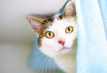 چقدر از زبان بدن گربه‌ خود سر در می‌آورید؟ از حرکت دم تا حالت گوش‌ها