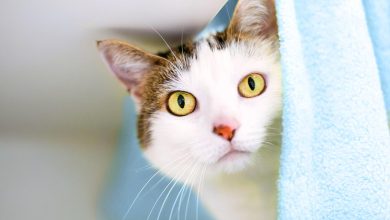 چقدر از زبان بدن گربه خود سر در میآورید؟ از حرکت دم تا حالت گوشها