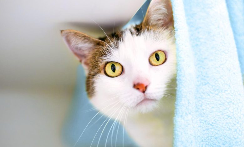 چقدر از زبان بدن گربه‌ خود سر در می‌آورید؟ از حرکت دم تا حالت گوش‌ها