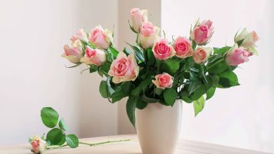 نگهداری از شاخه گل بریده