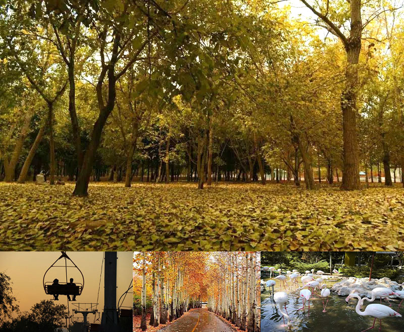 پارک جنگلی ناژوان