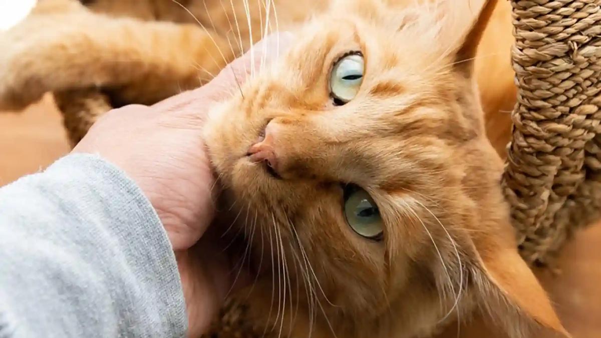 چقدر از زبان بدن گربه خود سر در میآورید؟ از حرکت دم تا حالت گوشها