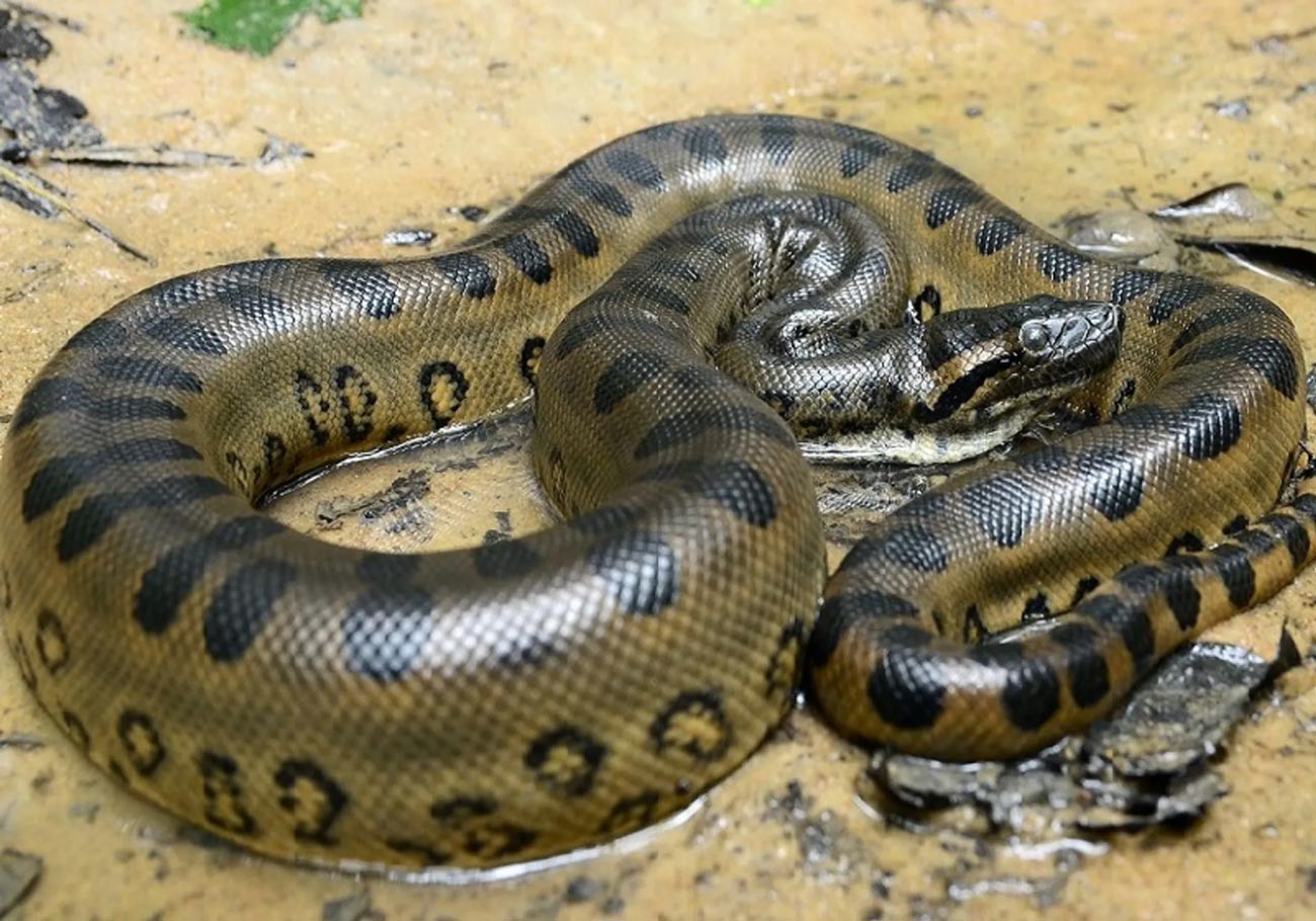 آناکوندای سبز( بزرگترین مار جهان)