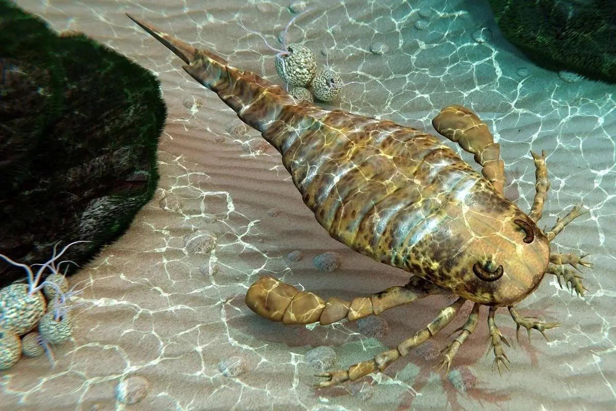 جیکولاپتروس (عقرب دریایی)