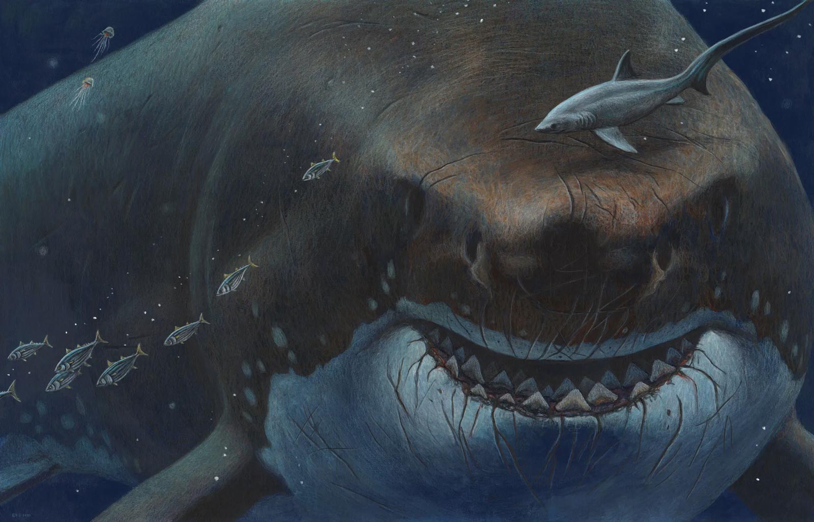 مگالودون(بزرگترین کوسۀ تاریخ)