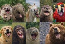 آیا حیوانات هم واقعاً میخندند؟