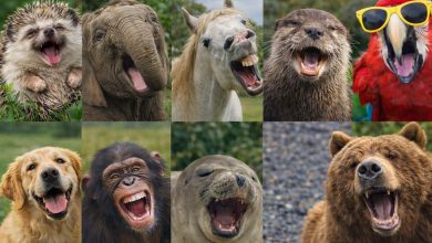 آیا حیوانات هم واقعاً می‌خندند؟