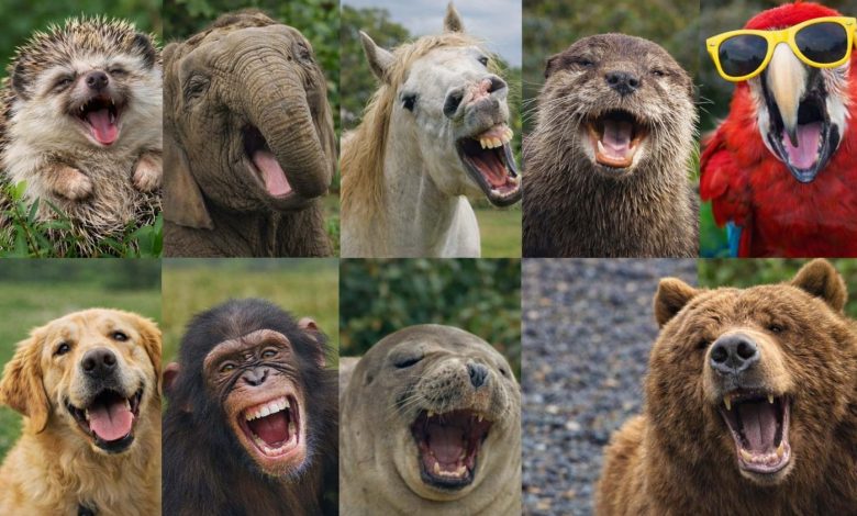 آیا حیوانات هم واقعاً می‌خندند؟