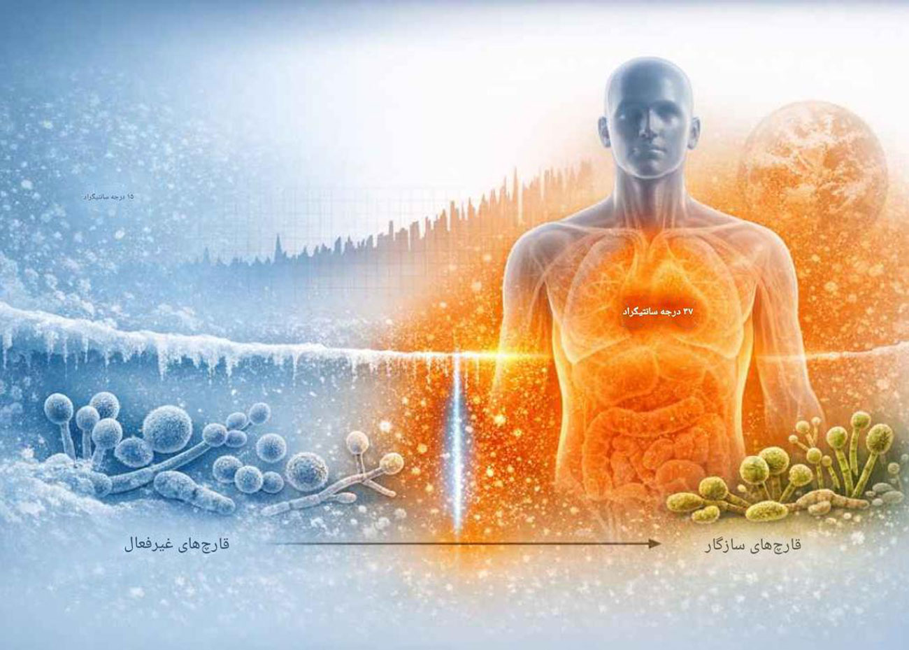 سد دفاعی دمای بدن ۳۷ درجه؛ تنها دلیلی که ما هنوز خوراک قارچها نشدهایم