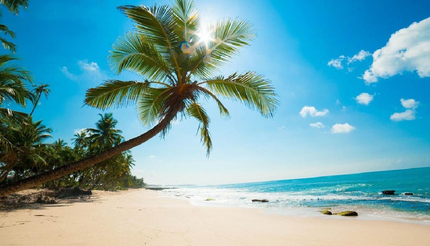  درختان نارگیل