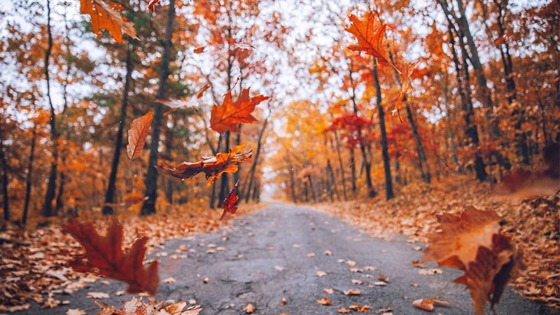 نکات و ترفندهای عکاسی پاییزی که باید بدانید