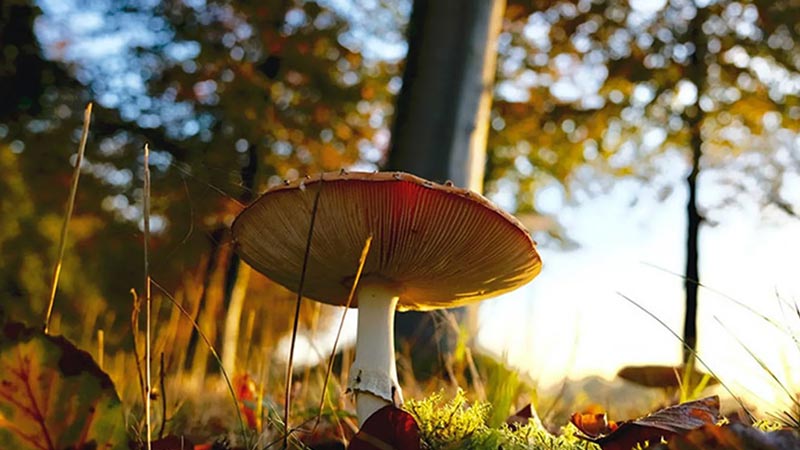 نکات و ترفندهای عکاسی پاییزی که باید بدانید