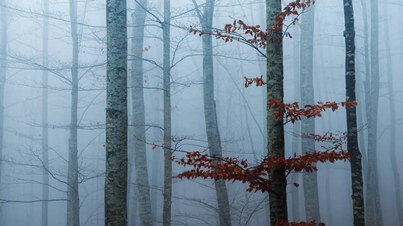 نکات و ترفندهای عکاسی پاییزی که باید بدانید