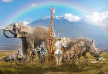 آخرین غول‌های زمین،چرا بزرگ‌ترین حیوانات فقط در آفریقا زندگی می‌کنند؟