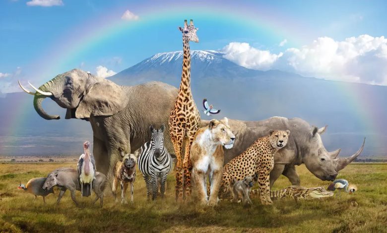 آخرین غول‌های زمین،چرا بزرگ‌ترین حیوانات فقط در آفریقا زندگی می‌کنند؟