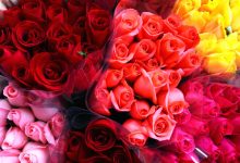 گل‌ رز چگونه به نماد جهانی عشق تبدیل شد؟