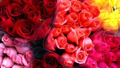 گل‌ رز چگونه به نماد جهانی عشق تبدیل شد؟