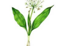 خواص والک (سیر کوهی)