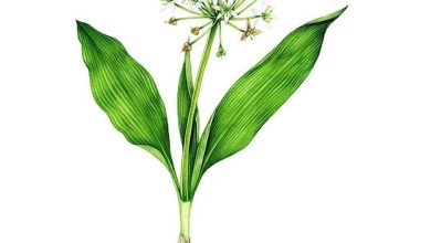 خواص والک (سیر کوهی)