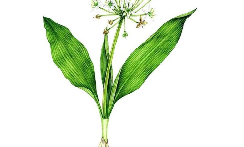 خواص والک (سیر کوهی)